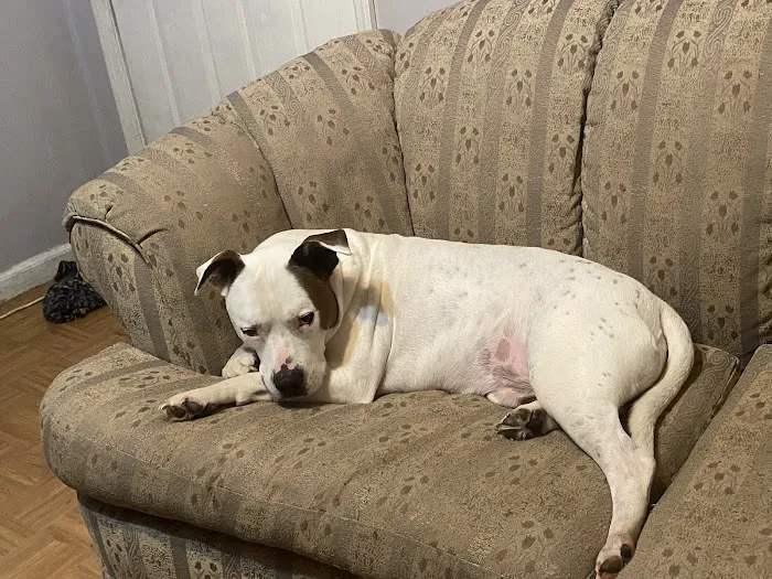 Wilford & Kate Bailey Small Animal Teaching Hospital Picture 2