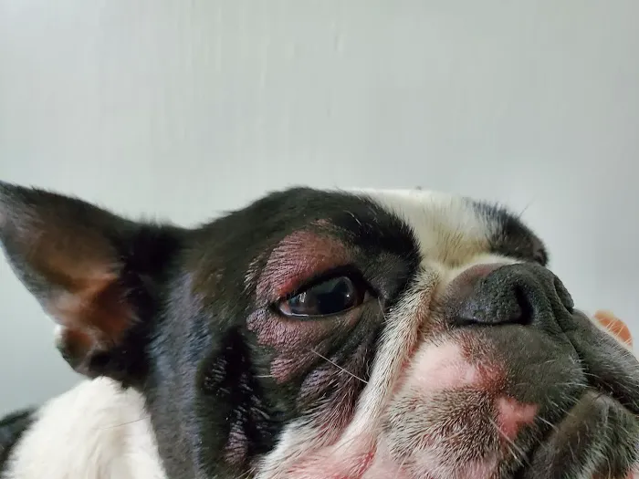 Wilford & Kate Bailey Small Animal Teaching Hospital Picture 5