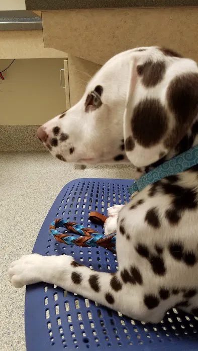 Wilford & Kate Bailey Small Animal Teaching Hospital Picture 6