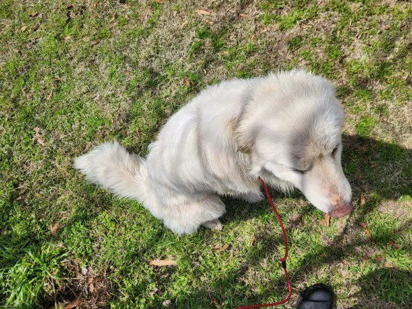 Wilford & Kate Bailey Small Animal Teaching Hospital Picture 3
