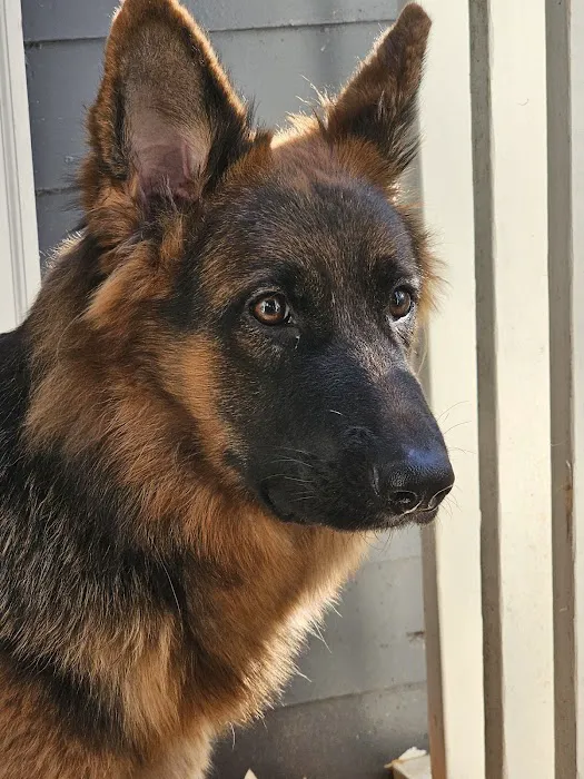 Wilford & Kate Bailey Small Animal Teaching Hospital Picture 4