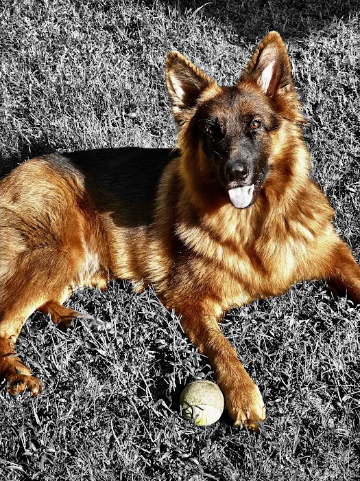 Wilford & Kate Bailey Small Animal Teaching Hospital Picture 8