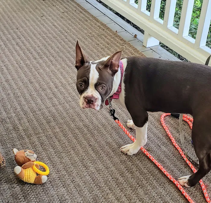 Wilford & Kate Bailey Small Animal Teaching Hospital Picture 9