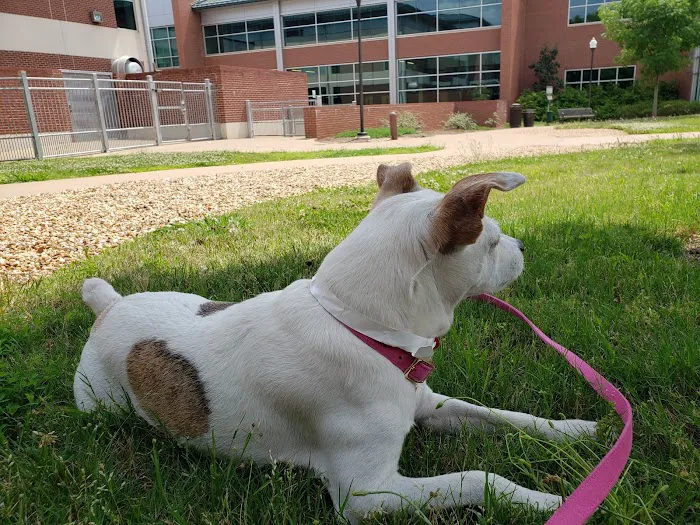 Wilford & Kate Bailey Small Animal Teaching Hospital Picture 10