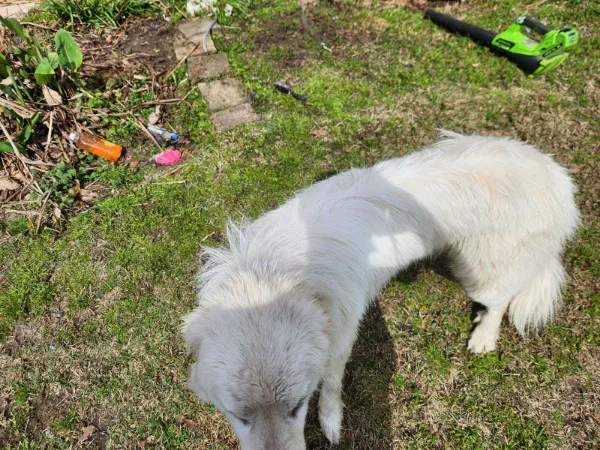 Auburn University Veterinary Clinic Picture 1