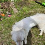 Auburn University Veterinary Clinic