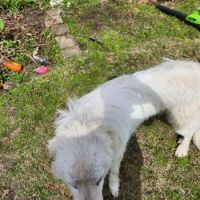 Auburn University Veterinary Clinic ico