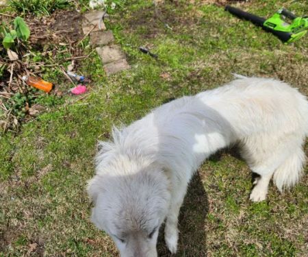 Auburn University Veterinary Clinic