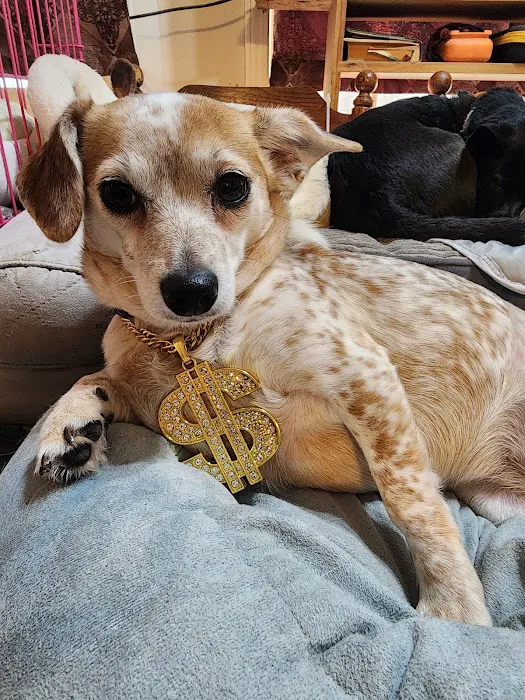 Auburn University Veterinary Clinic Picture 3