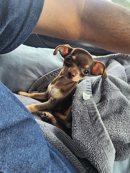 Auburn University Veterinary Clinic Picture 4