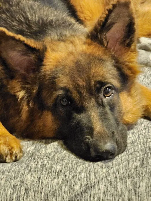 Auburn University Veterinary Clinic Picture 5