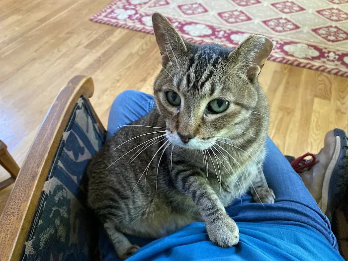 Auburn University Veterinary Clinic Picture 7