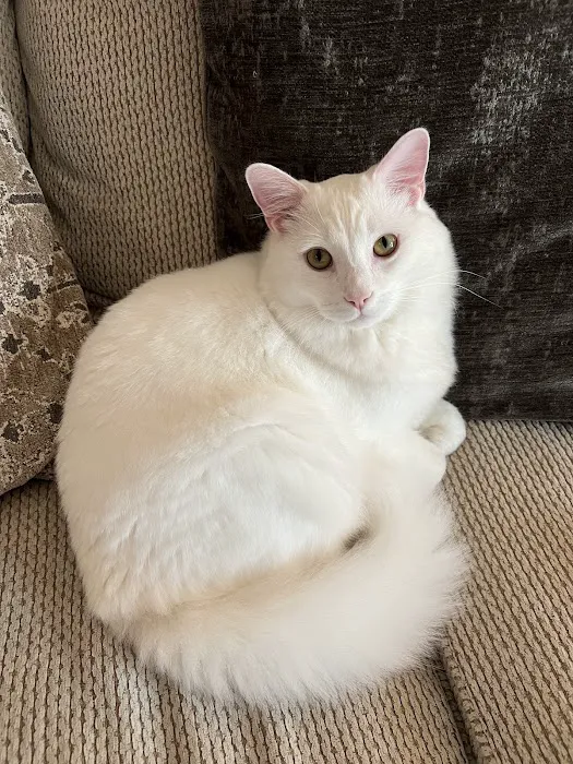 Northside Animal Hospital Picture 1