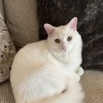 Northside Animal Hospital