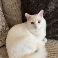 Northside Animal Hospital ico