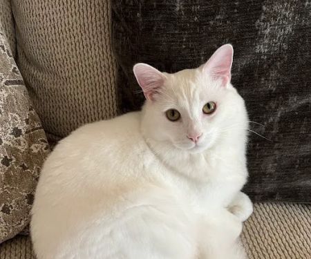 Northside Animal Hospital