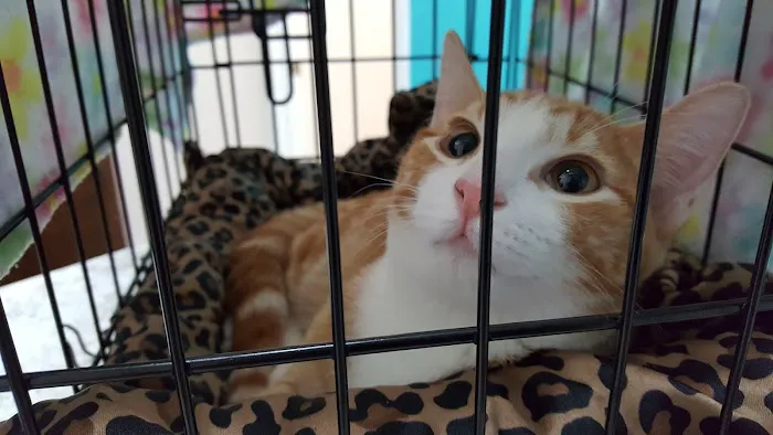 Northside Animal Hospital Picture 3