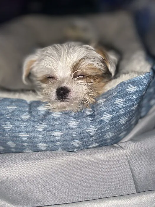 Northside Animal Hospital Picture 7