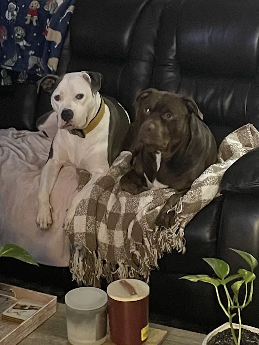 Northside Animal Hospital Picture 4