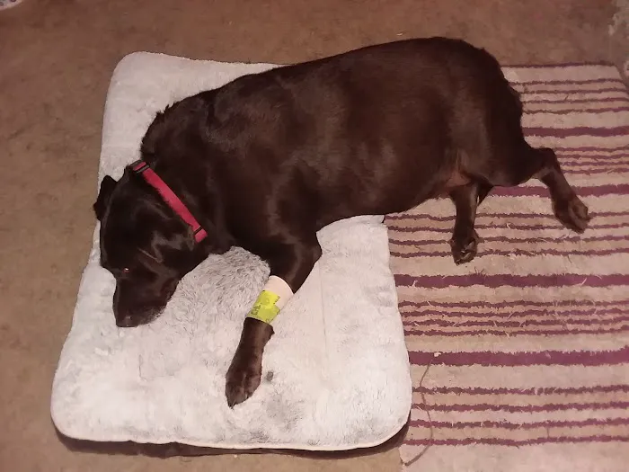 Northside Animal Hospital Picture 5