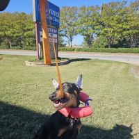 Animal Care Clinic ico