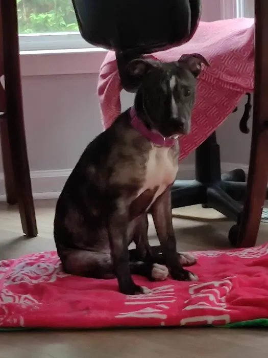 Animal Care Clinic Picture 7