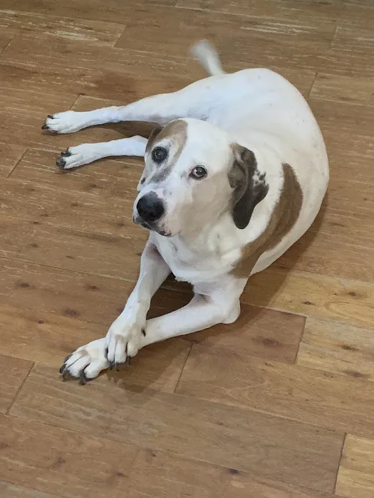 Animal Care Clinic Picture 10