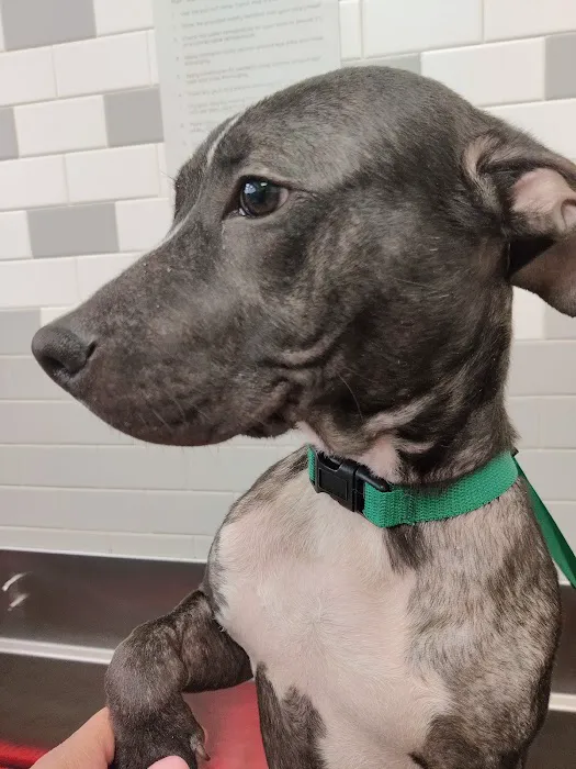 Animal Care Clinic Picture 9