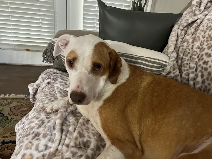 Macon Road Veterinary Clinic Picture 1