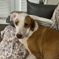 Macon Road Veterinary Clinic ico