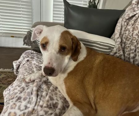 Macon Road Veterinary Clinic