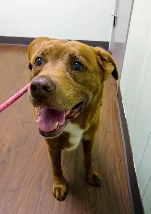 Macon Road Veterinary Clinic Picture 2