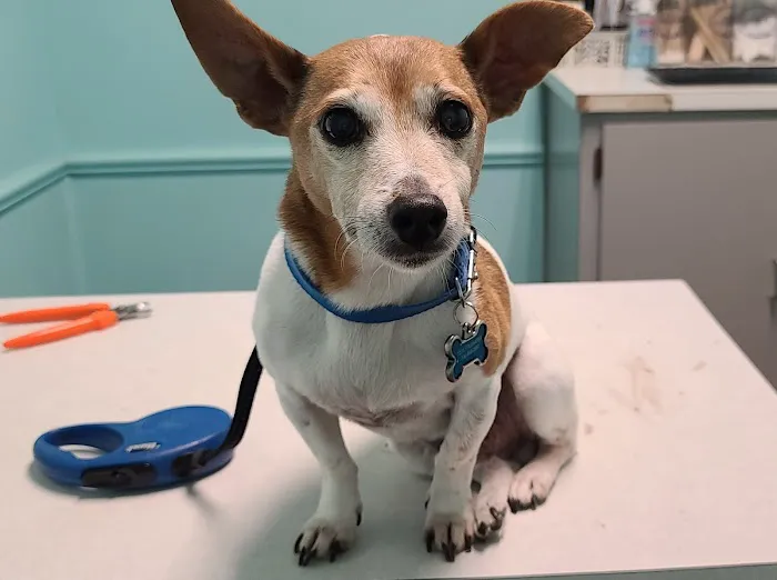 Macon Road Veterinary Clinic Picture 10