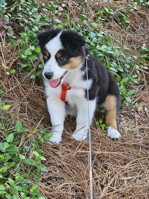 River Road Animal Clinic Picture 1