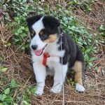 River Road Animal Clinic