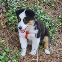 River Road Animal Clinic ico