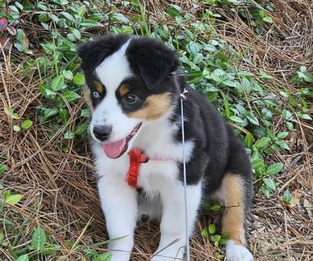 River Road Animal Clinic