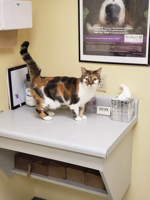 River Road Animal Clinic Picture 5