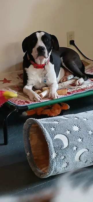 Animal General Hospital Picture 1