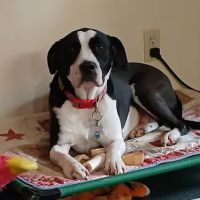 Animal General Hospital ico