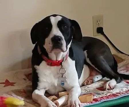 Animal General Hospital