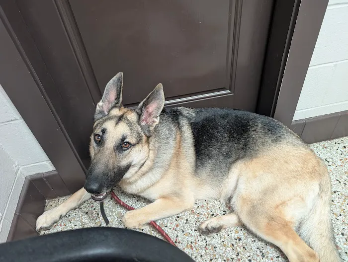 Animal General Hospital Picture 2