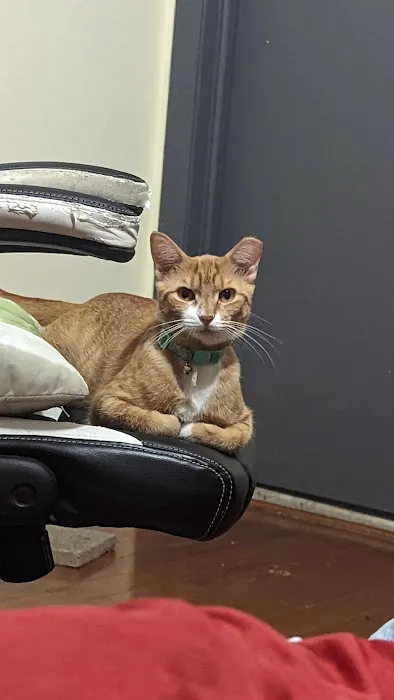 Animal General Hospital Picture 4