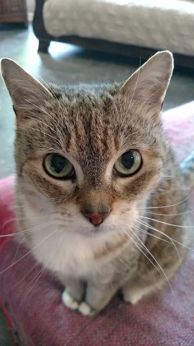 Animal General Hospital Picture 6