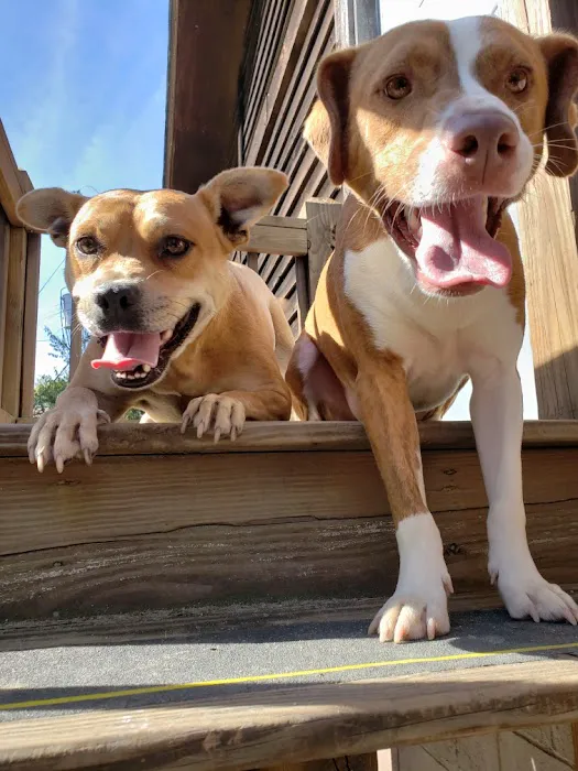 Animal General Hospital Picture 8