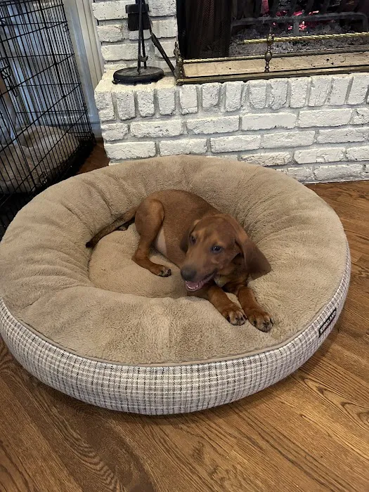 Ross Bridge Animal Hospital Picture 3