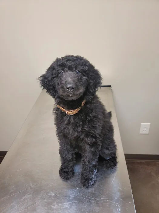 Ross Bridge Animal Hospital Picture 5