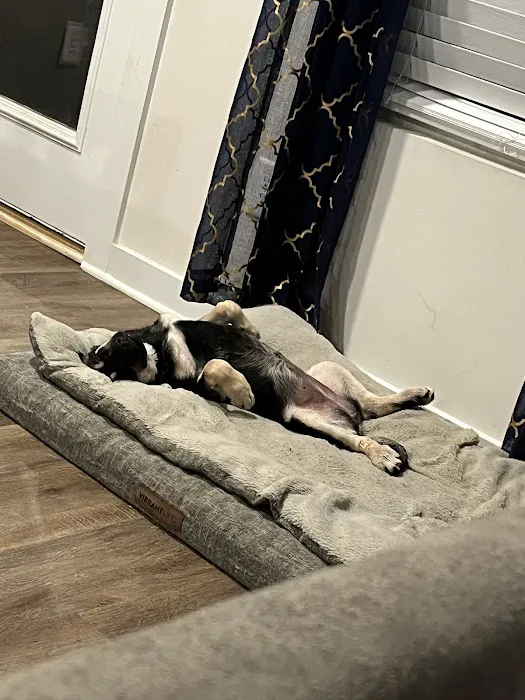 Ross Bridge Animal Hospital Picture 6