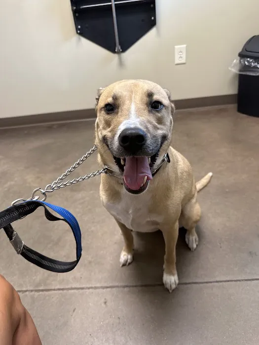 Ross Bridge Animal Hospital Picture 4