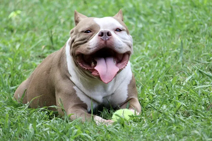 Hope Animal Clinic Picture 5